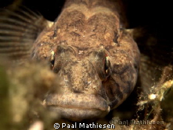 Sand goby by Paal Mathiesen 